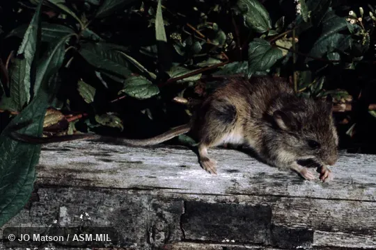 Also as Buff-bellied Climbing Mouse|Tawny-bellied Rhipidomys.