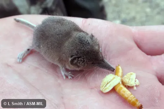 Formerly Soricomorpha.  Also as Great Basin Dwarf Shrew.