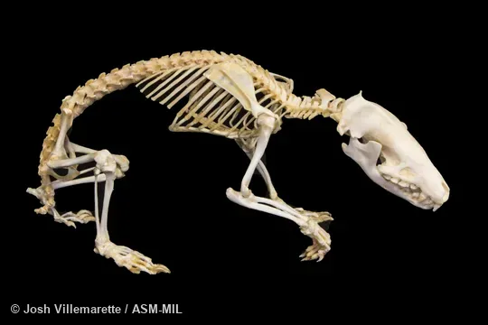Skeleton of adult in lateral view.  Also as Greater Madagascar Tenrec|Large Madagascar Hedgehog.