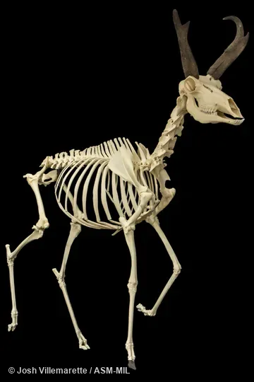 Skeleton of adult male contralaterally walking