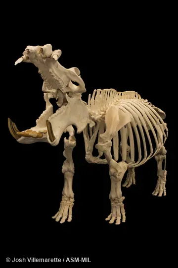 Skeleton of adult male with mouth open in anterior diagonal view
