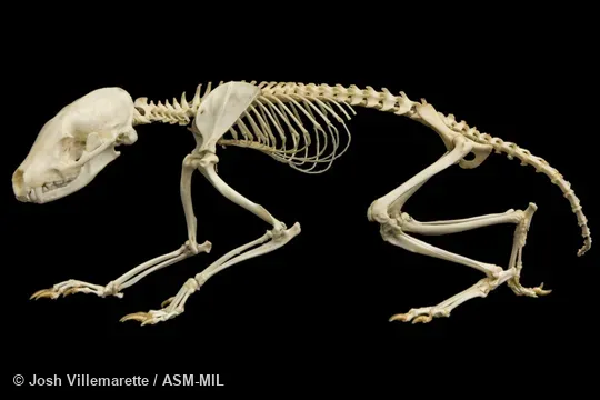 Skeleton of adult in lateral view.  Also as  Flat-headed Kusimanse|Cameroon Cusimanse.