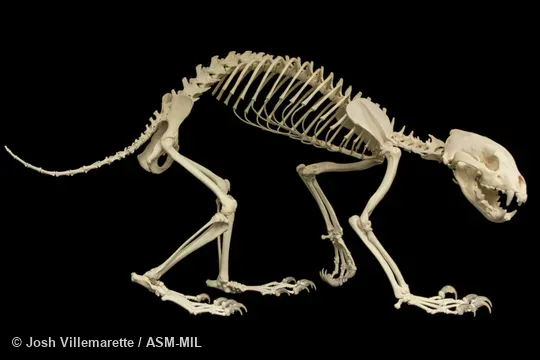 Skeleton of adult walking in lateral view.  Also as Glutton, Skunk Bear.