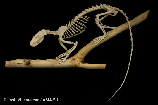 Lateral view of skeleton of adult standing on branch.