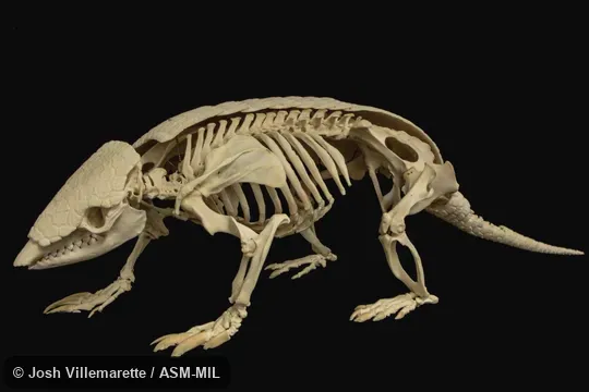 Lateral view of skeleton of standing adult with shell cut away from body.  Also as Yellow Armadillo.