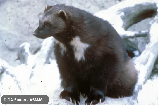 View of head and forequarters.  Also as Glutton|Skunk Bear.