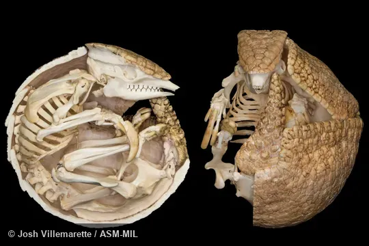 Lateral and ventral view of skeleton of coiled adult with shell cut away from body.  Also as Azara's Domed Armadillo, La Plata Three-banded Armadillo.