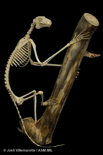 Lateral view of skeleton clinging to branch.  Also as Philippine Flying Lemur.