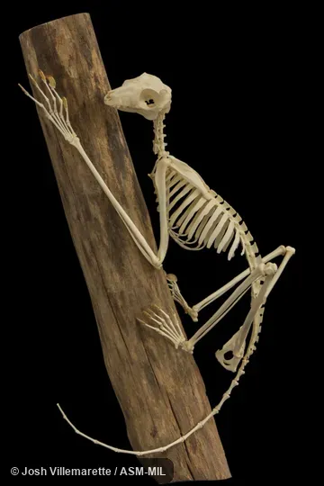 Lateral view of skeleton clinging to branch.  Also as Sunda Flying Lemur.