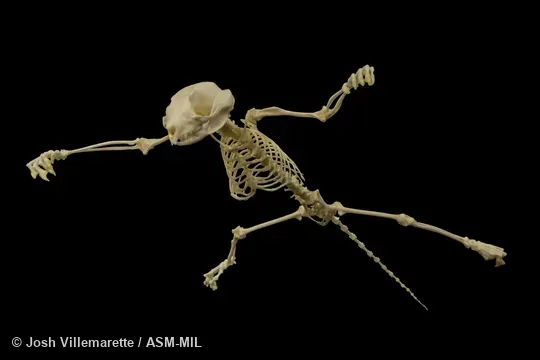Anteroventral view of gliding skeleton with limbs spread.  Also as Lesser Flying Phalanger, Lesser Flying Squirrel, Lesser Glider, Short-headed Flying Phalanger, Sugar Squirrel, Tasmanian Sugar Glider.