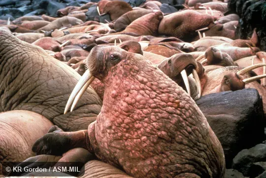 Close-up of head and forequarters of male in herd, Odobenus rosmarus divergens, Pacific Walrus.