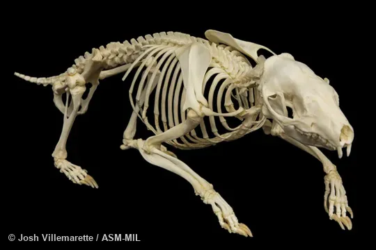 Lateral view of skeleton walking. Formerly Erinaceomorpha.  Also as Brown-breasted Hedgehog, Common Hedgehog, European Hedgehog, Northern Hedgehog.