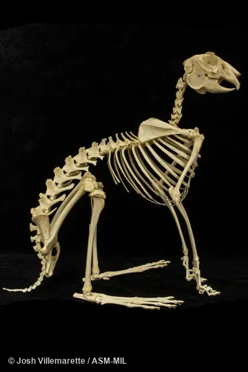 Lateral view of skeleton standing in crouched position. Also as Alaska Arctic Hare|Alaska Peninsula Hare|Alaska Tundra Hare|St. Michael's Hare|Tundra Hare|Swift Hare. Lateral view of skeleton standing in crouched position. Also as Alaska Arctic Hare|Alaska Peninsula Hare|Alaska Tundra Hare|St. Michael's Hare|Tundra Hare|Swift Hare.