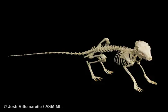 Lateral view of skeleton standing in crouched position.  Also as Black-and-rufous Elephant-shrew, Peters's Sengi, Peters's Elephant-shrew, Zanj Sengi, Zanj Elephant-shrew.