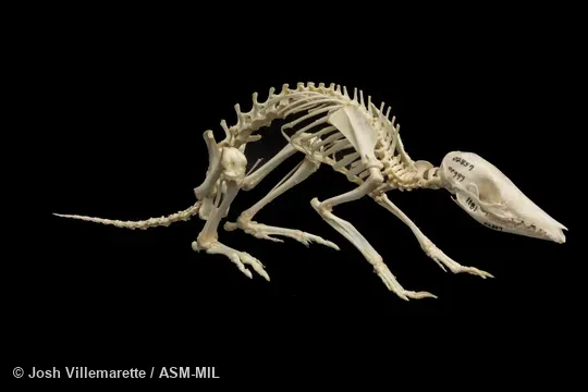 Lateral view of skeleton standing.  Formerly as Peroryctes raffrayana.  Also as Long-legged Bandicoot.