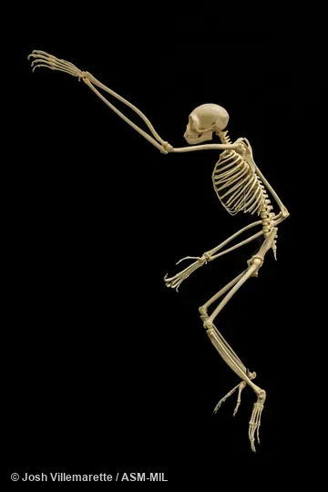 Lateral view of skeleton in brachiating position.  Also as Common Gibbon, White-handed Gibbon.