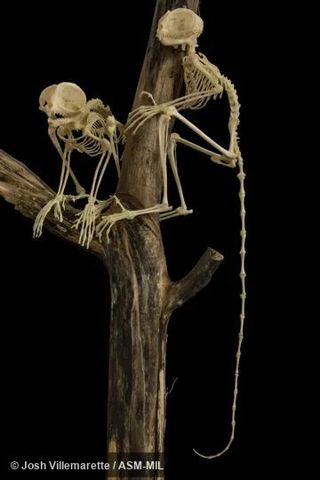 Anterior view of two skeletons grasping branches.  Formerly Tarsius syrichta.
