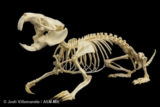 Anterolateral view of skeleton crouching in defensive position with mouth open.  Also as Cape Dune Blesmol, Large Cape Dune Mole-rat.