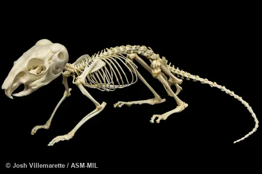 Lateral view of skeleton crouching.  Formerly Chinchilla lanigera.  Also as Coastal Chinchilla, Common Chinchilla, Long-tailed Chinchilla.