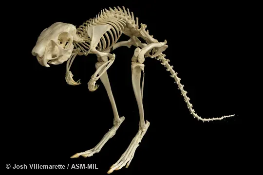 Anterolateral view of skeleton crouching on hind feet and tail.  Also as South African Spring Hare, Southern African Springhaas.