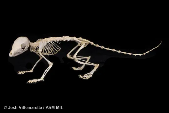 Lateral view of skeleton standing.  Also as Javan Treeshrew.