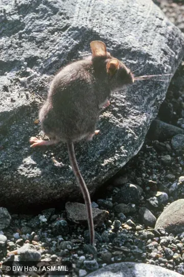 Also as Santa Cruz Island Mouse.