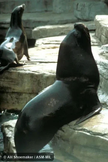 Oblique view from rear, male out of water.  Formerly Otaria byronia.  Also as South American Sealion|Southern Sea Lion.
