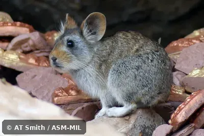 Formerly Ochotona gloveri gloveri, Glover's Pika|Muli Pika.  Also as Red-eared Pika.