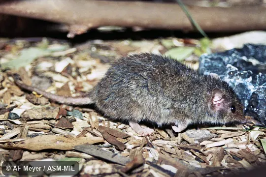 Also as Normanby Antechinus.