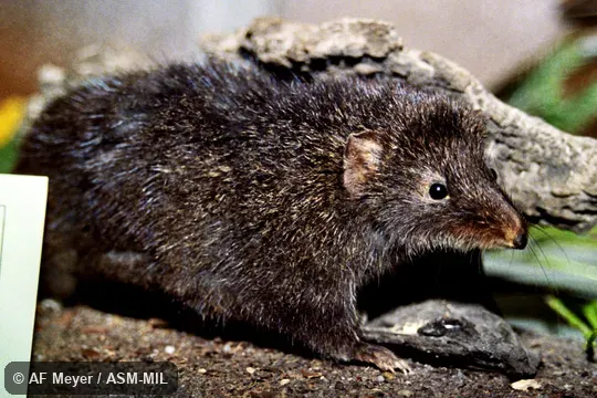 Formerly Antechinus swainsonii, Dusky Antechinus.  Also as Swainson's Antechinus|Dusky Marsupial Mouse.