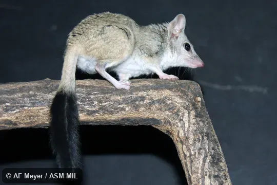 Also as Brush-tailed Marsupial Rat, Bushy-tailed Marsupial Rat.