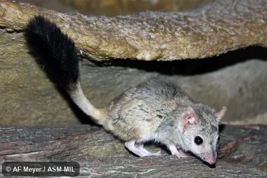 Also as Brush-tailed Marsupial Rat, Bushy-tailed Marsupial Rat.