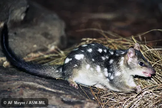 Also as Little Northern Native Cat.