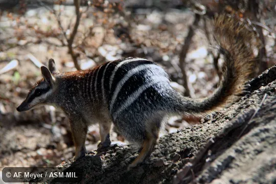 Also as Banded Anteater, Marsupial Anteater.
