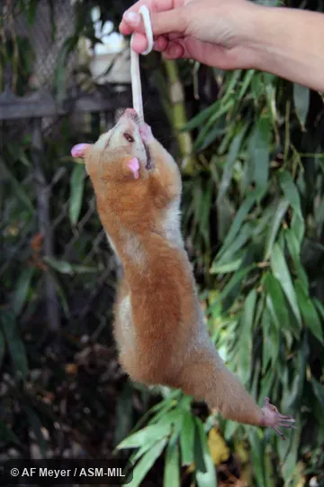 Also as Western Woolly Opossum.