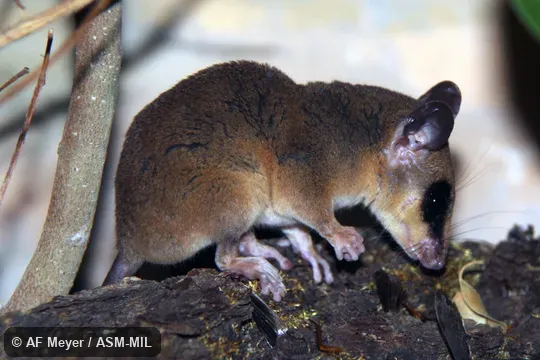 Colony established from wild caught animals from Guianas.  Also as Murine Mouse Opossum|Murine Opossum.