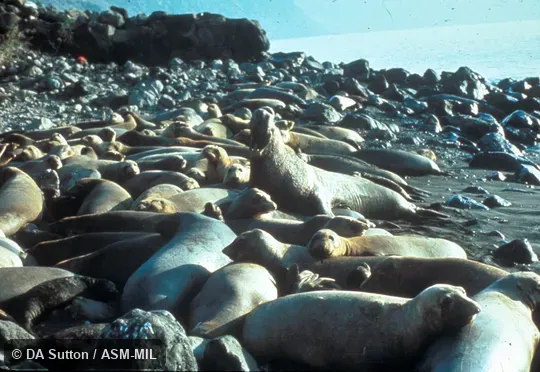Male with harem.  Also as Northern Sea Elephant.