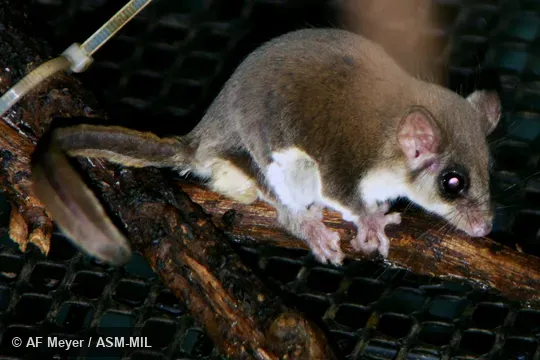 Also as Dusky Feathertail Glider, Feathertail Glider, Flying Mouse, Pygmy Glider, Pygmy Gliding Possum, Pigmy Phalanger.