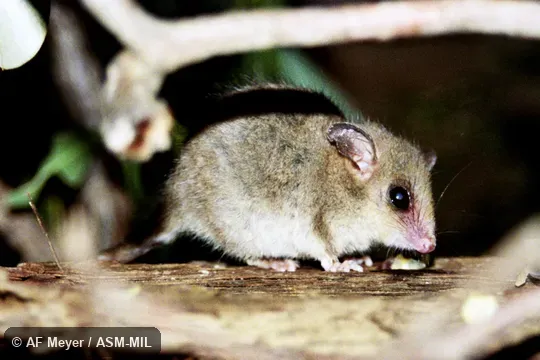 Formerly as Cercatetus nanus.  Also as Common Dormouse-phalanger.