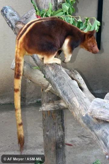 Also as Ornate Tree Kangaroo.