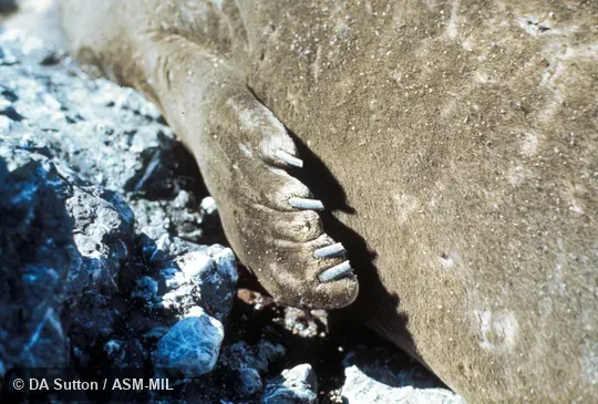 Close-up of male's forefoot.  Also as Northern Sea Elephant.
