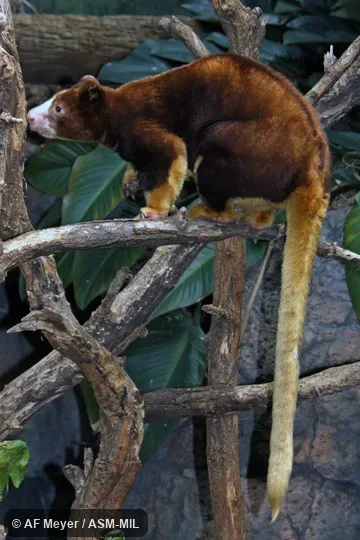 Also as Matschie's Tree Kangaroo.