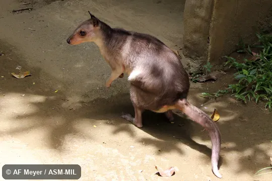 Also as Greater Forest Wallaby|Northern Forest Wallaby|White-striped Dorcopsis.