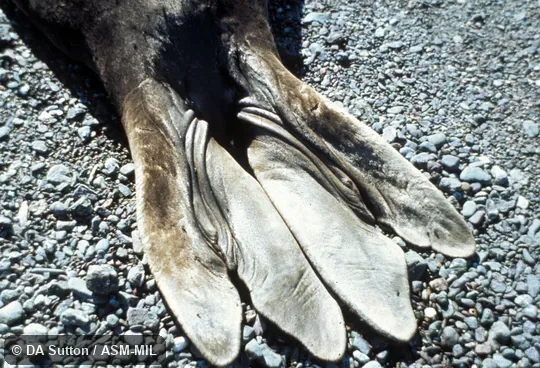 Close-up of male's hindlimbs.  Also as Northern Sea Elephant.