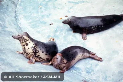 Two females and one male hauled out of water.  Also as Atlantic Seal|Horsehead.