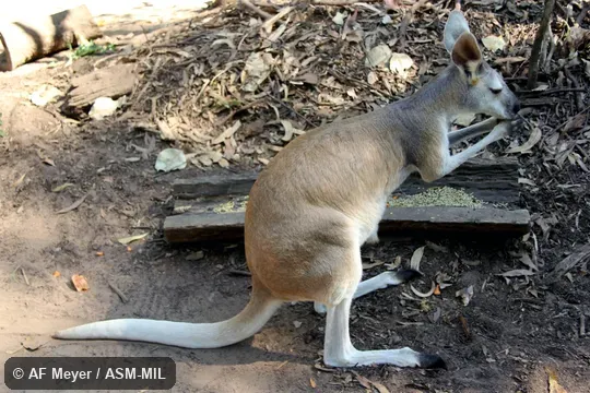 Formerly Macropus antilopinus.  Also as Antilopine Kangaroo.