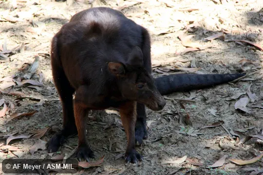 Formerly Macropus bernardus.  Also as Bernard's Kangaroo|Bernard's Wallaroo|Black Kangaroo|Northern Black Wallaroo.