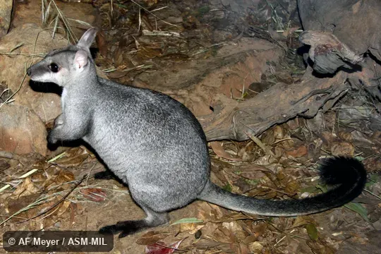 Also as Little Rock Wallaby.
