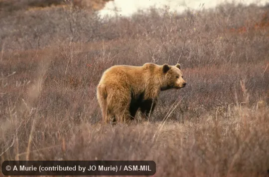 Side view of adult, Ursus arctos alascensis.  Also as Grizzly Bear.