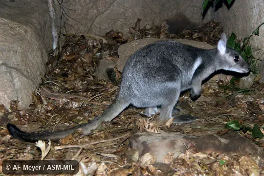 Also as Eastern Short-eared Rock Wallaby.